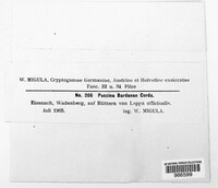 Puccinia bardanae image